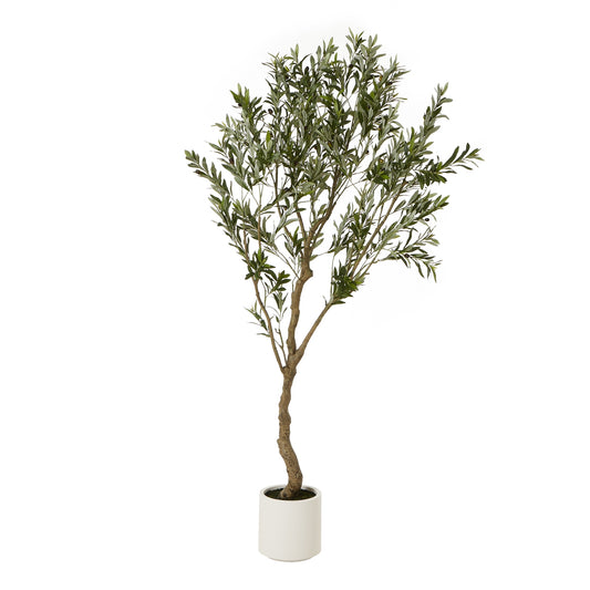 Apulia Olive Tree In White Pot - 200 cm