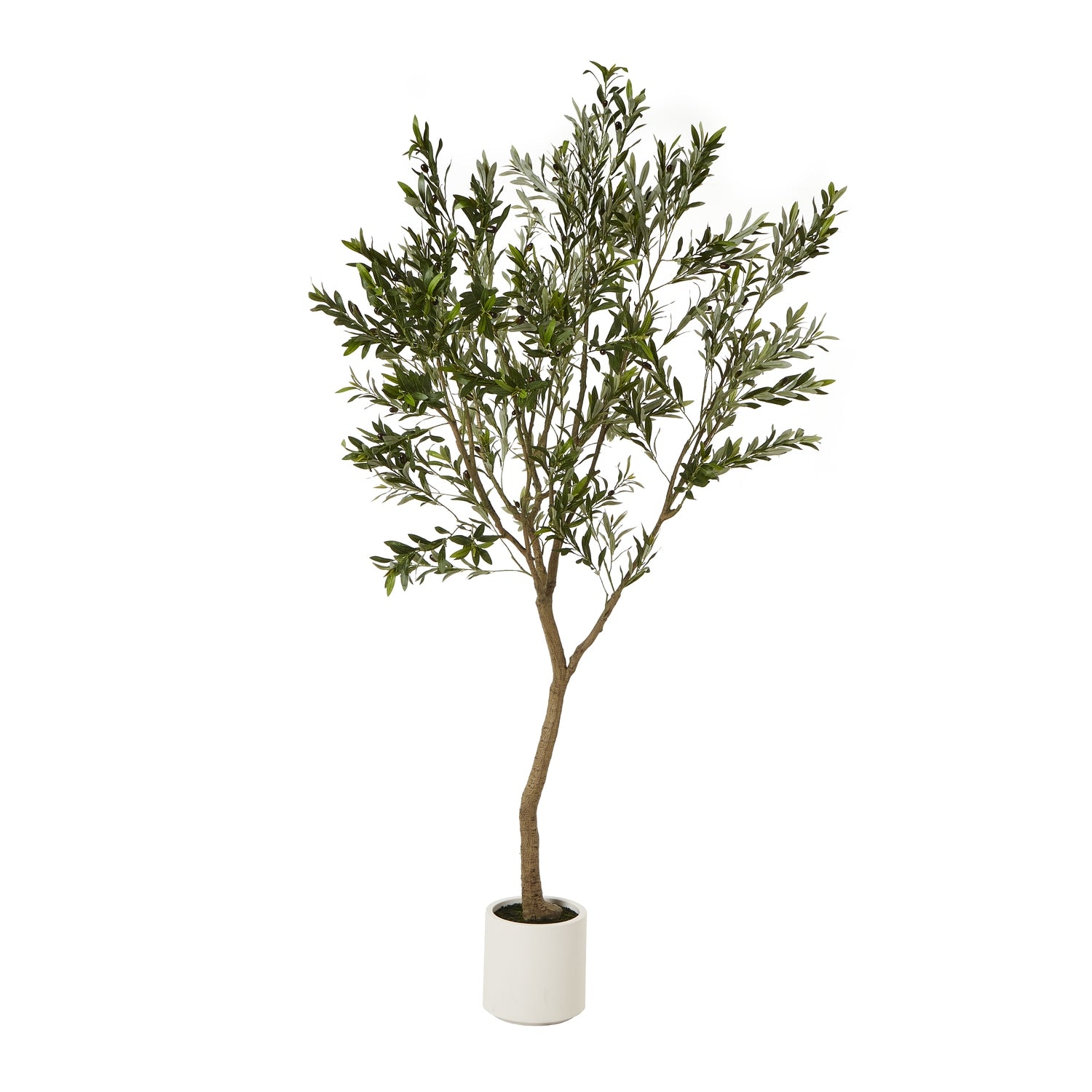 Apulia Olive Tree In White Pot - 240 cm