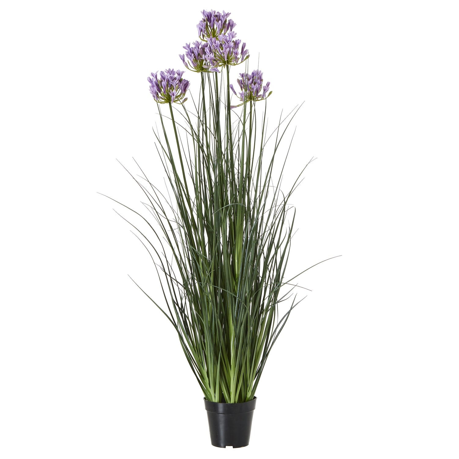 Purple Agapanthus Plant In Pot - Large