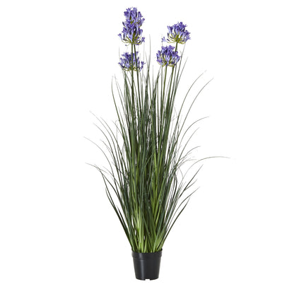 Blue Agapanthus Plant In Pot - Large
