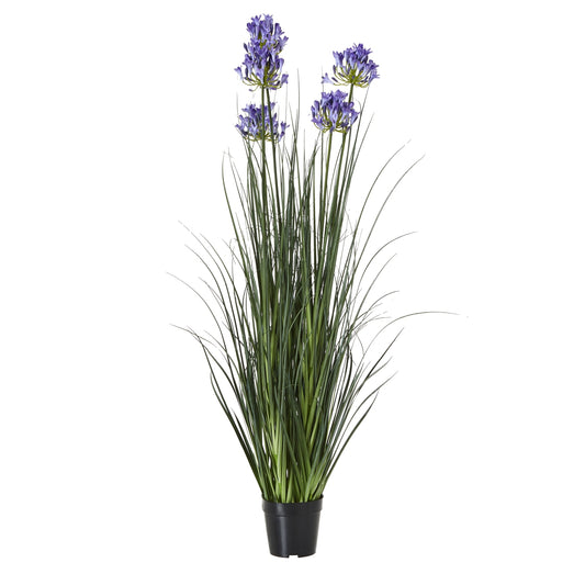 Blue Agapanthus Plant In Pot - Large