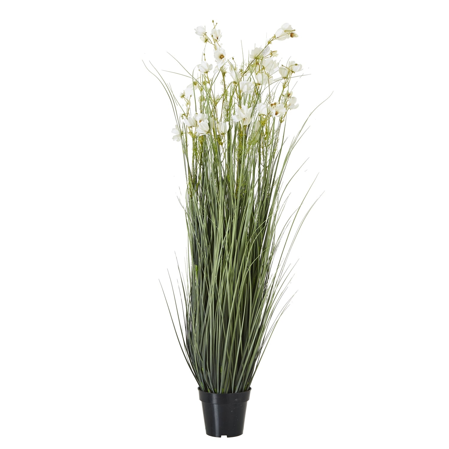 White Meadow Plant In Pot - Large