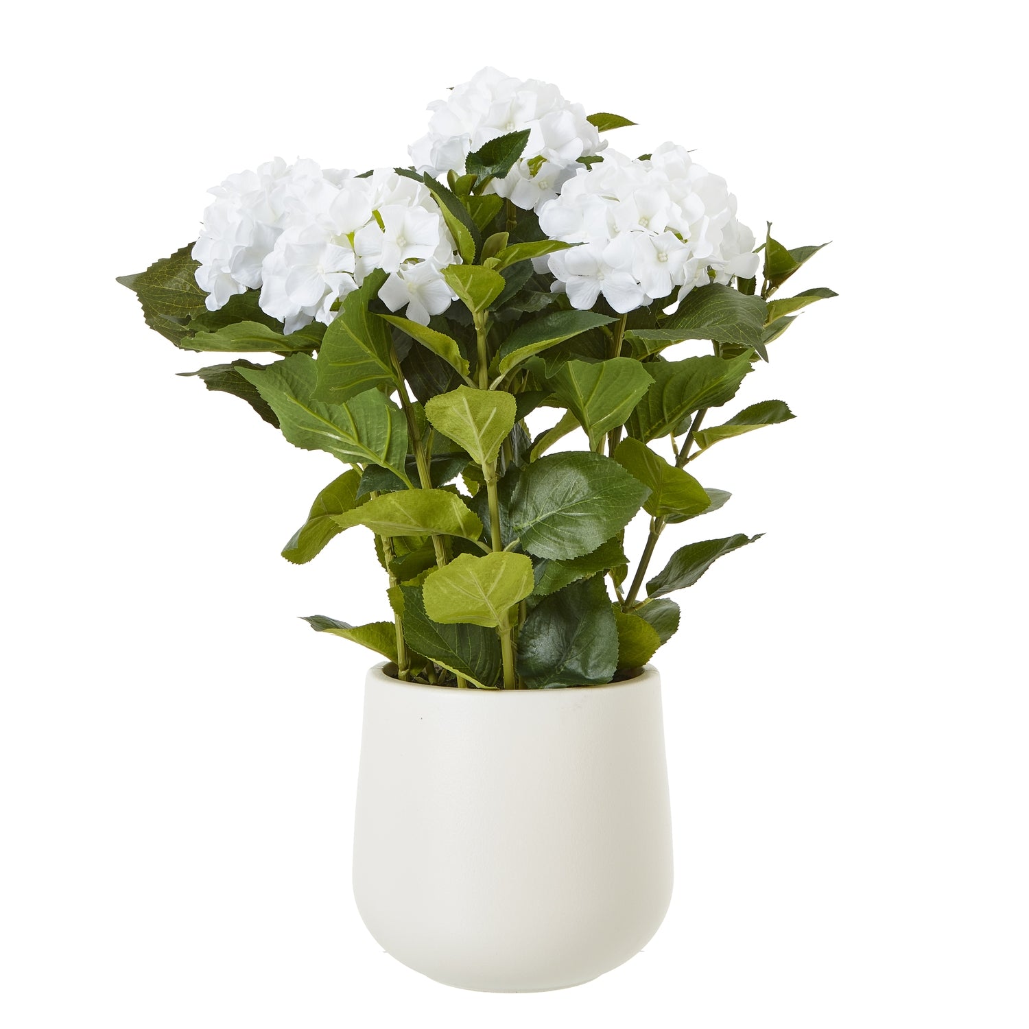 White Hydrangea Plant In Pot - Medium