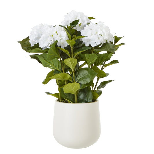 White Hydrangea Plant In Pot - Medium