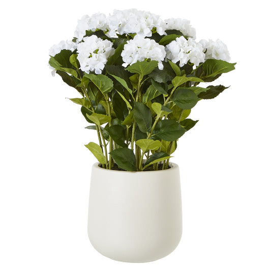 White Hydrangea Plant In Pot - Large