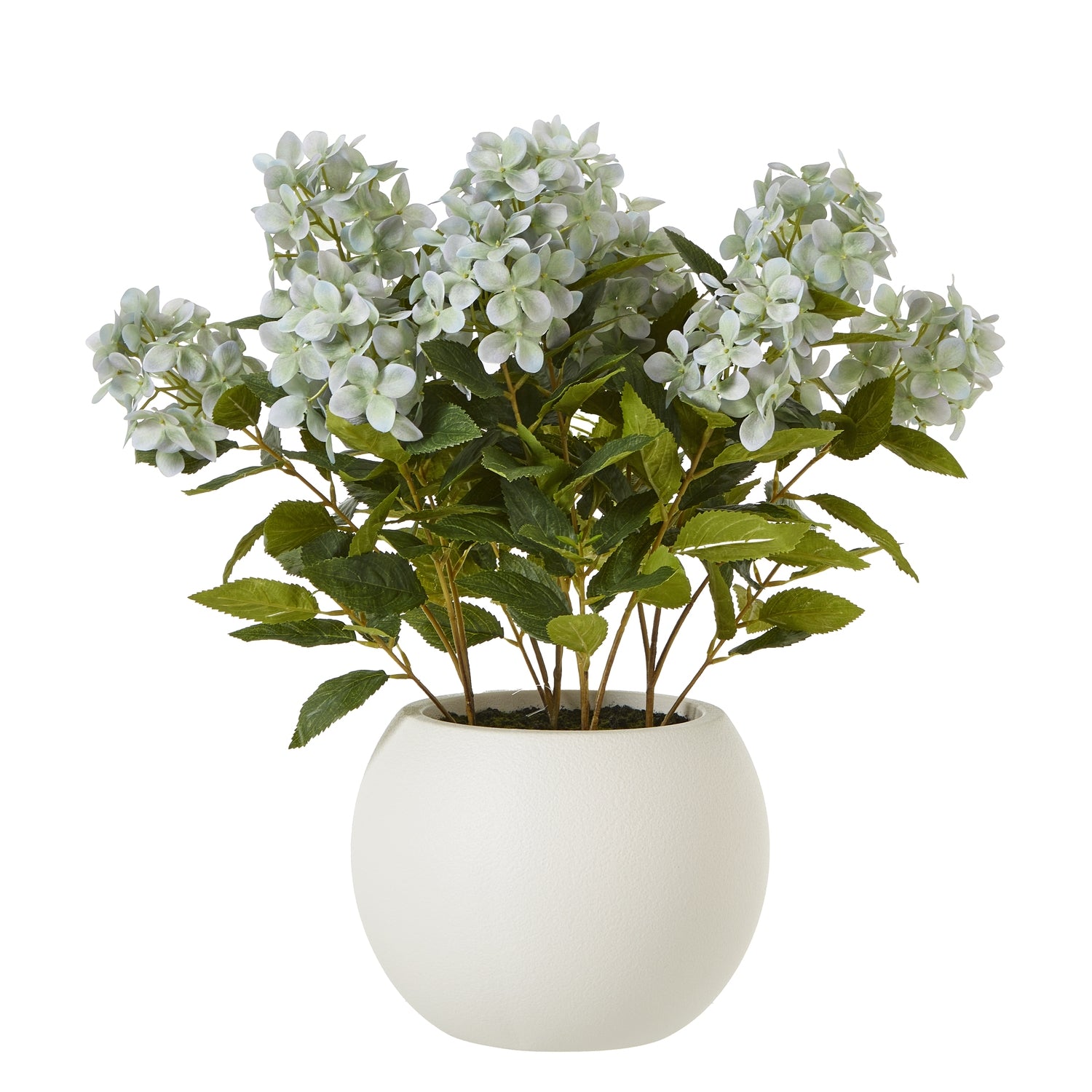 Green Hydrangea Plant In Pot - Medium