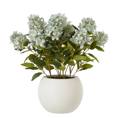 Green Hydrangea Plant In Pot - Medium