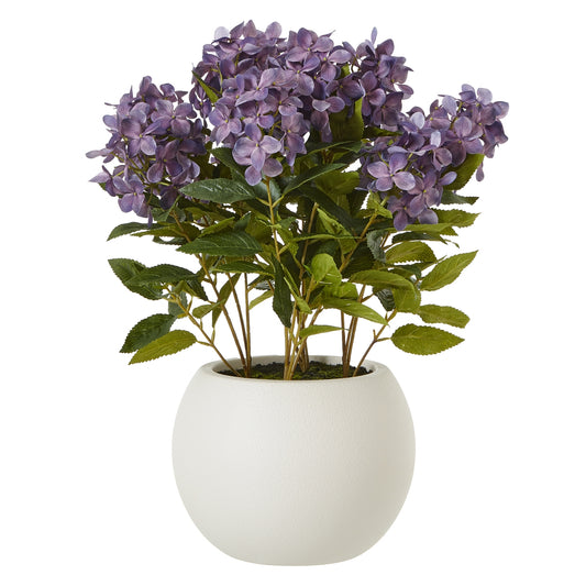 Purple Hydrangea Plant In Pot - Medium
