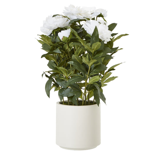 White Peony Plant In Pot - Large