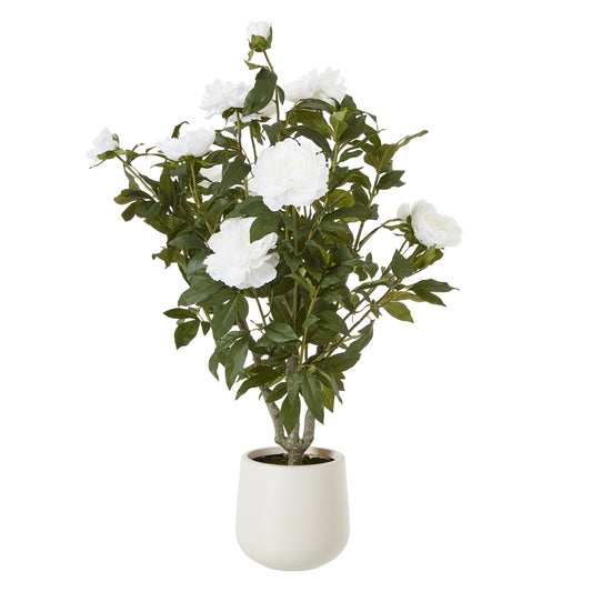 White Peony Bush In Pot - Extra Large