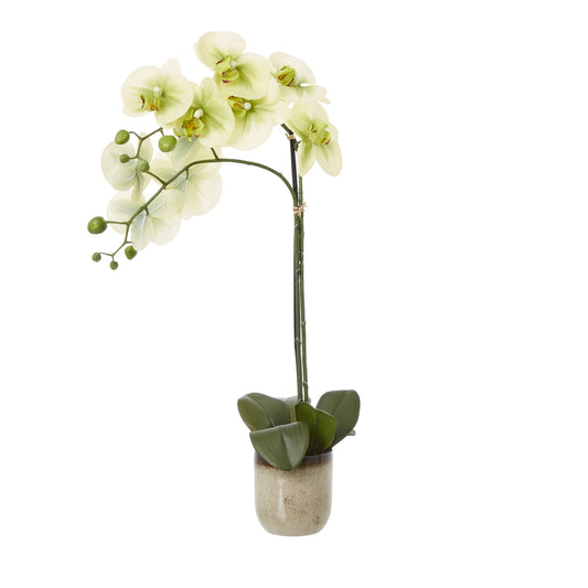 Green Orchid In Ceramic Pot - Medium