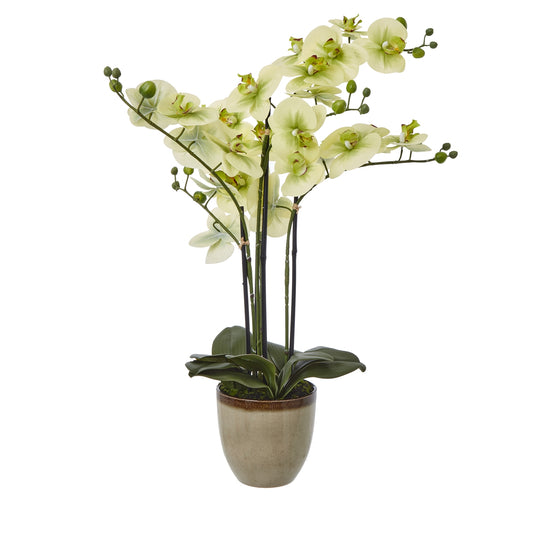 Green Orchid In Ceramic Pot - Extra Large