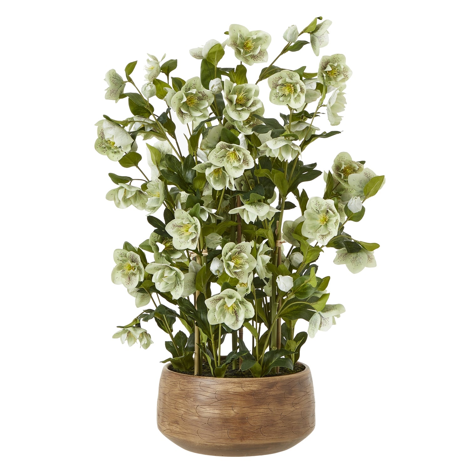 Green Hellebore in Taupe Pot - Large