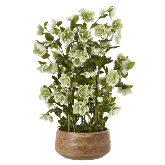 Green Hellebore in Taupe Pot - Large