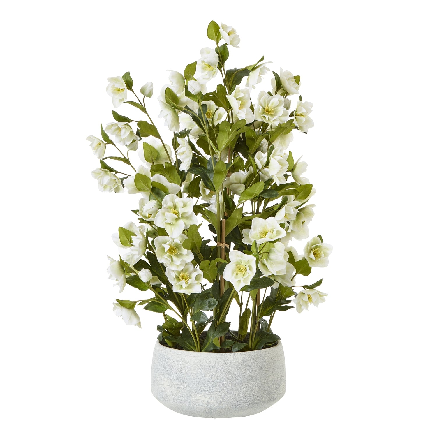 White Hellebore In Grey Pot - Large
