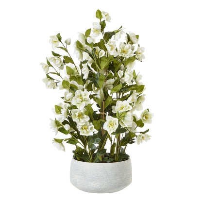 White Hellebore In Grey Pot - Large