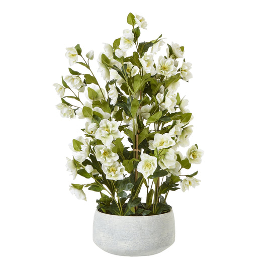 White Hellebore In Grey Pot - Large