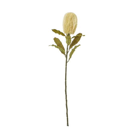 Cream Banksia Serrata Stem - Large
