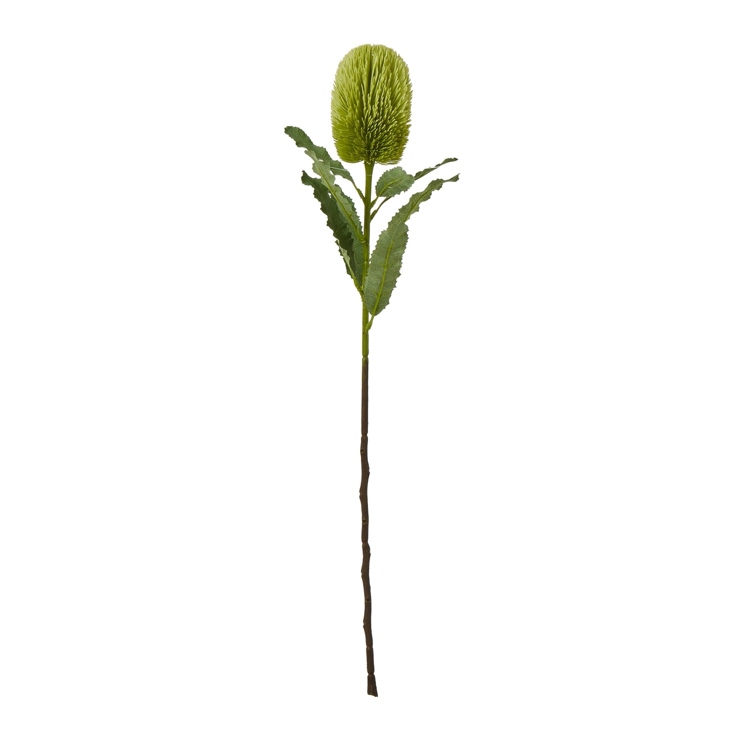 Green Banksia Serrata Stem - Large
