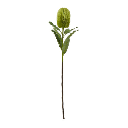 Green Banksia Serrata Stem - Large