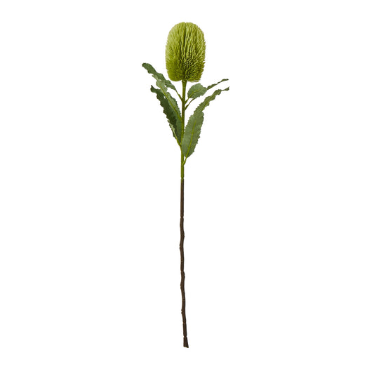 Green Banksia Serrata Stem - Large