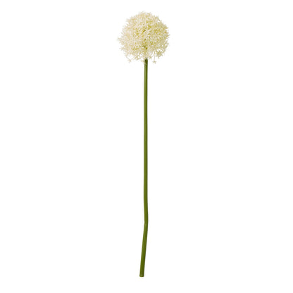 Cream Allium Stem - Medium
