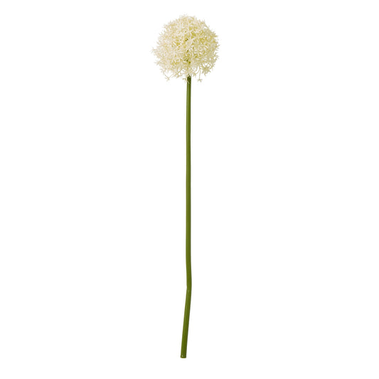 Cream Allium Stem - Medium